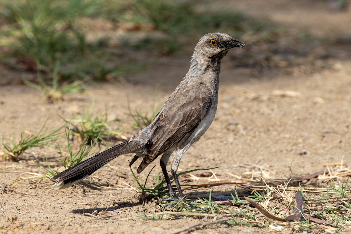 Tropical Mockingbird - ML616291281