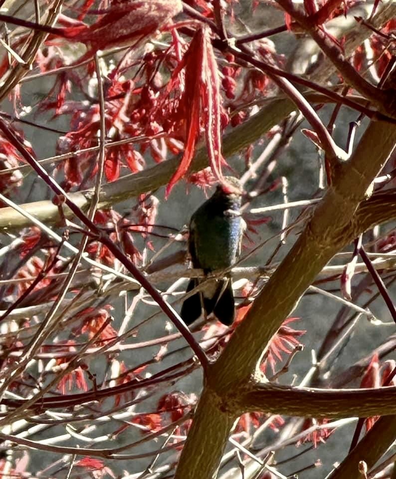 Broad-billed Hummingbird - ML616291287