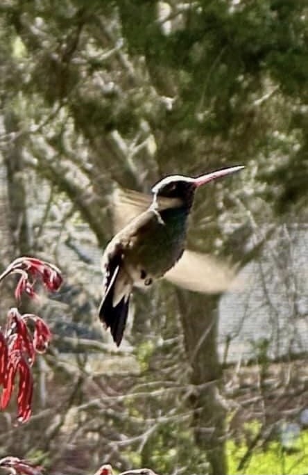 Broad-billed Hummingbird - ML616291288