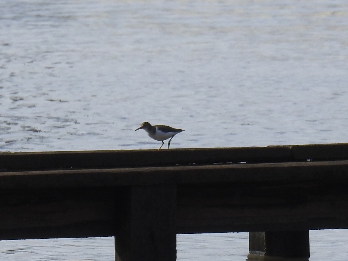 Spotted Sandpiper - ML616291332