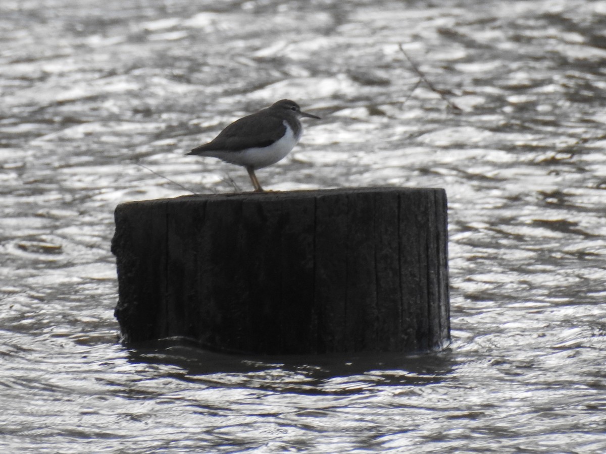 Spotted Sandpiper - ML616291333