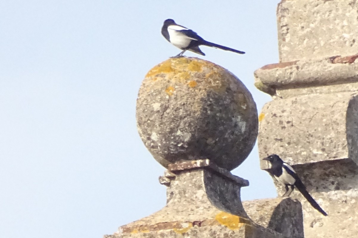 Eurasian Magpie - ML616291347