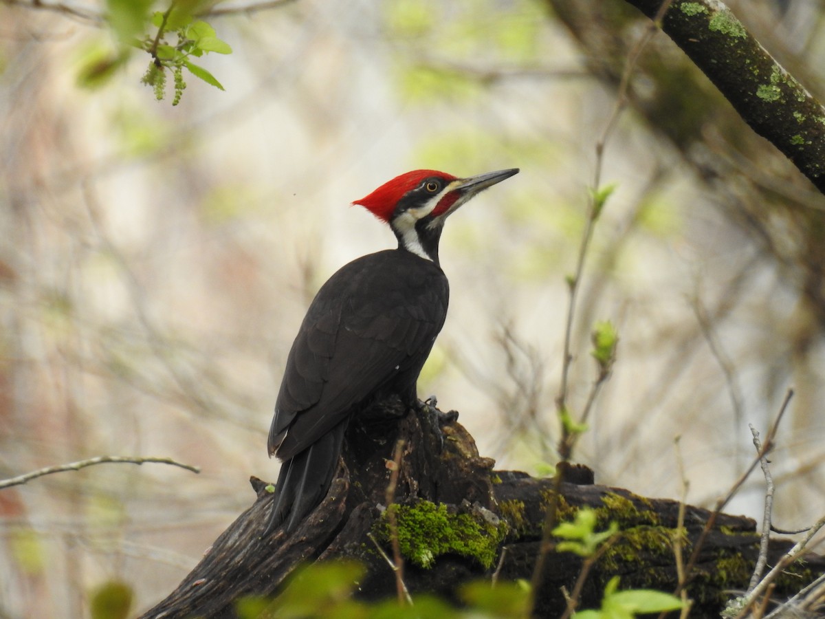 Pileated Woodpecker - ML616291351