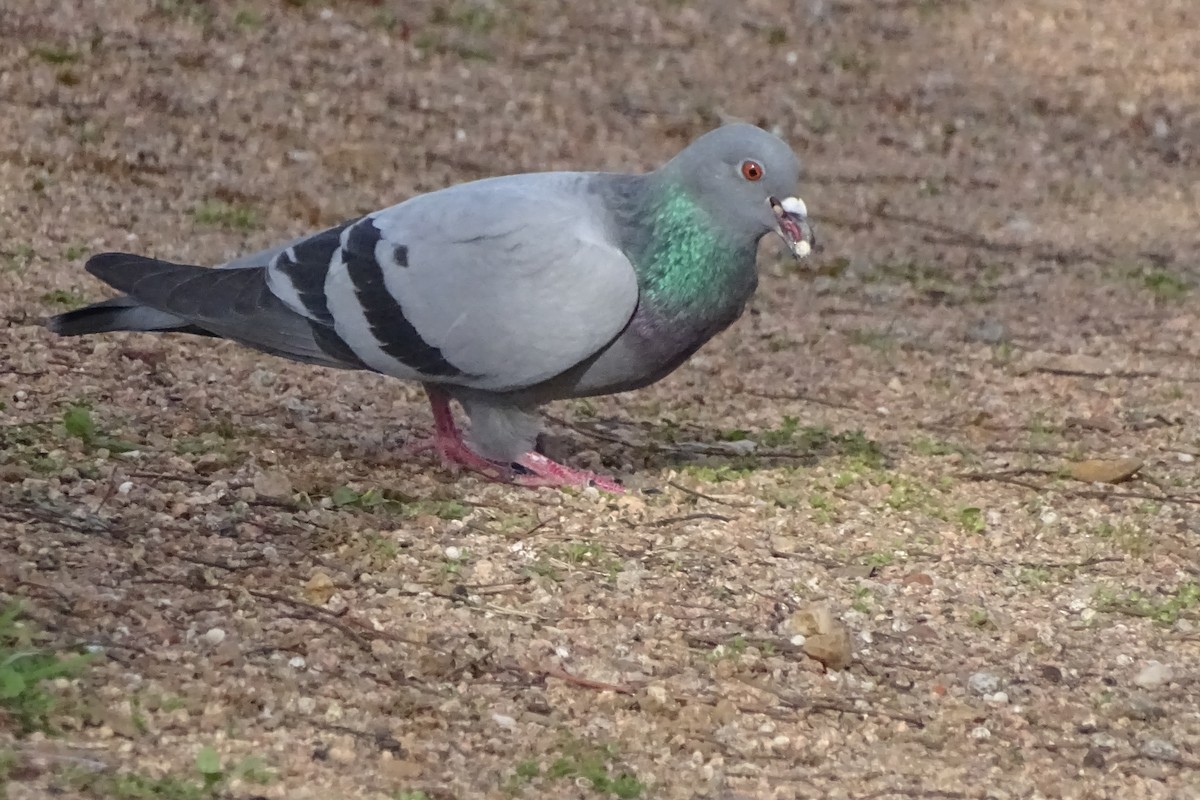 Rock Pigeon (Feral Pigeon) - ML616291352