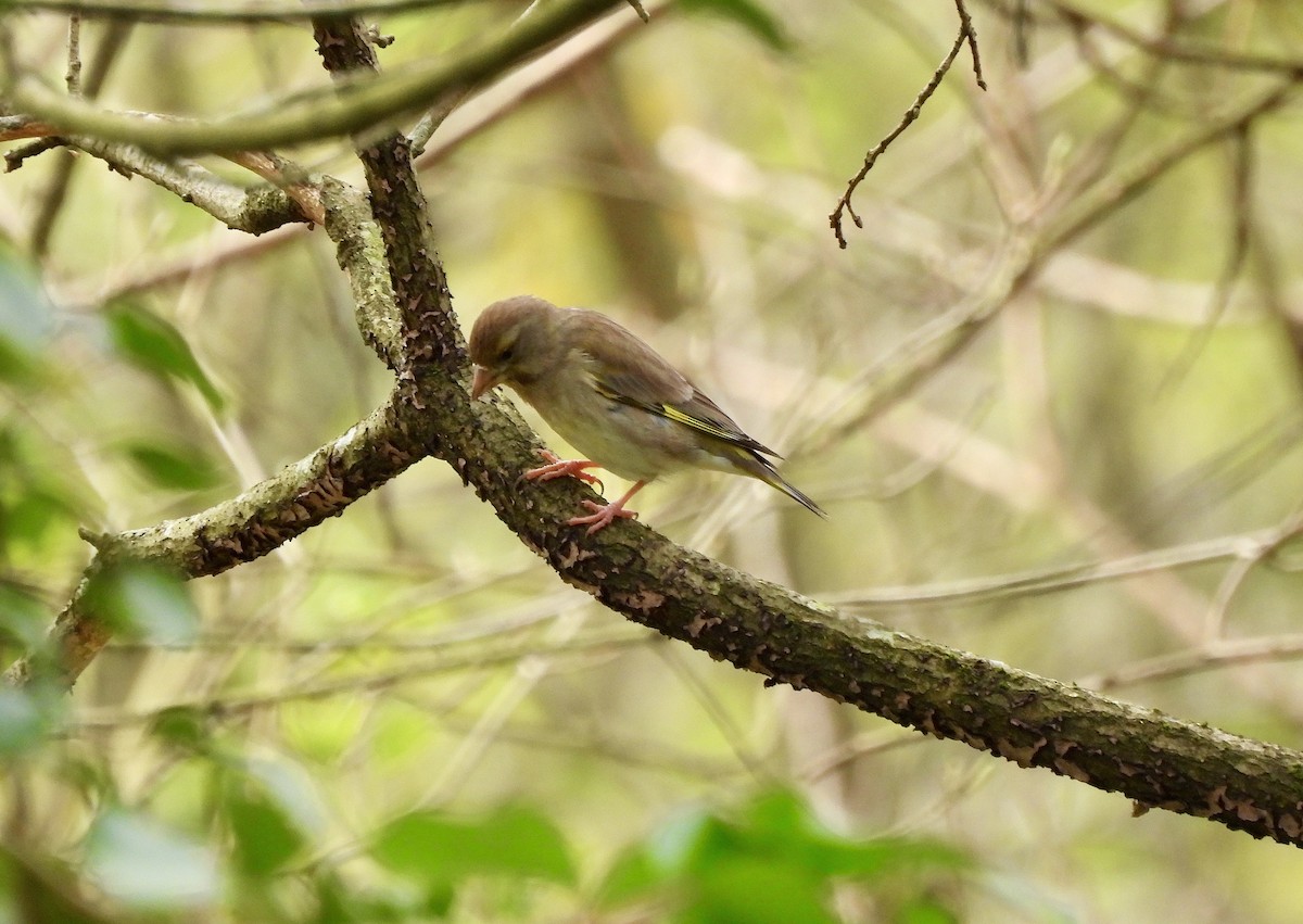 European Greenfinch - ML616291356