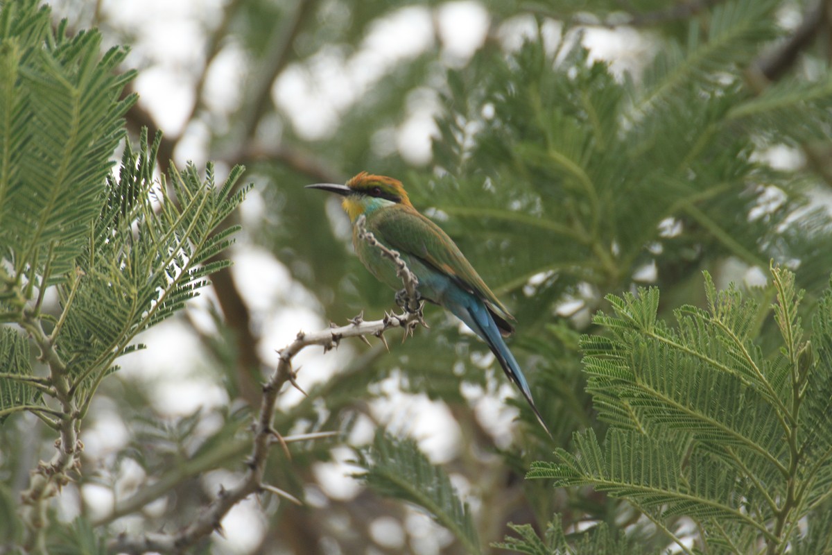 Swallow-tailed Bee-eater - ML616291361