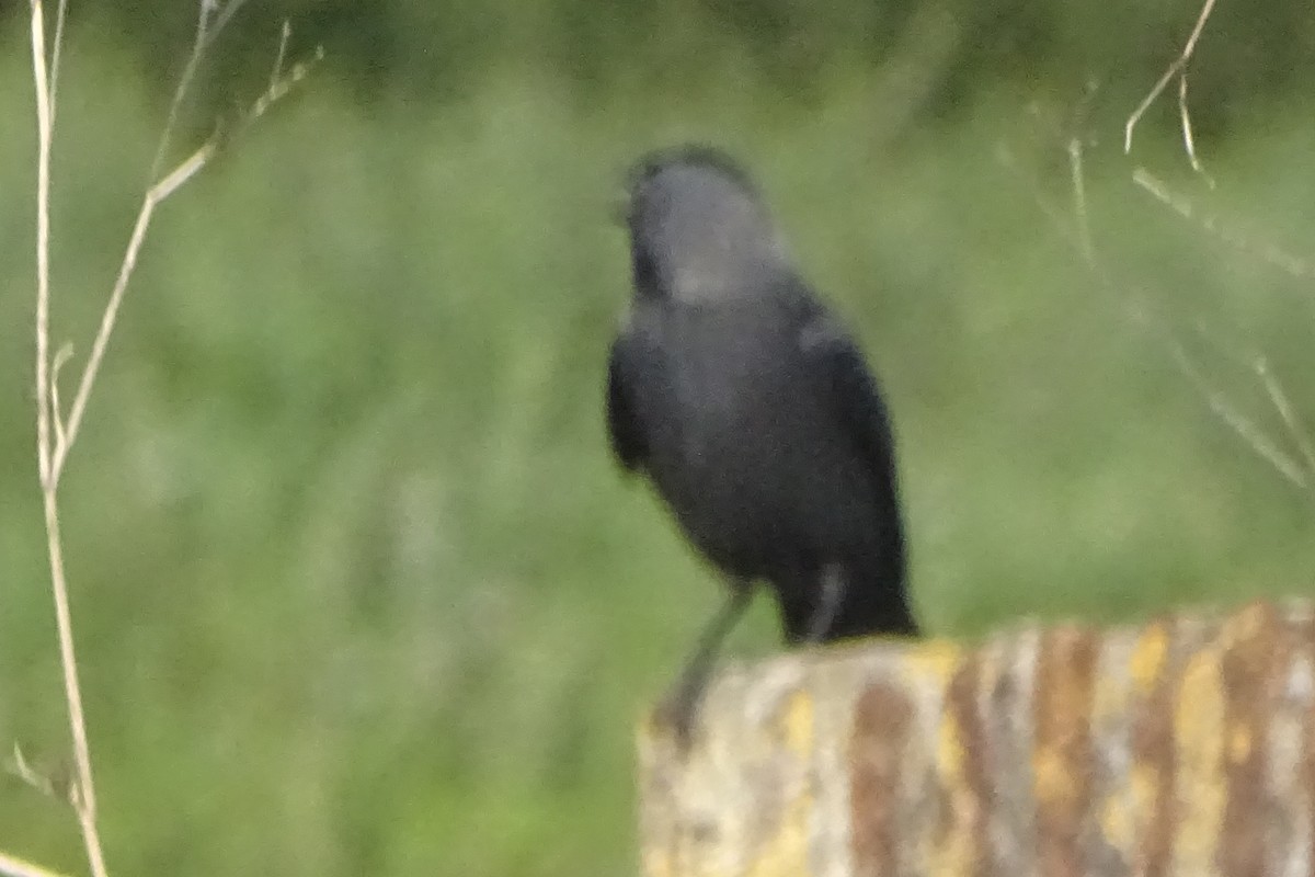 Eurasian Jackdaw - Paulo Domingues