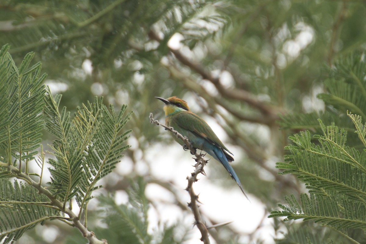 Swallow-tailed Bee-eater - ML616291372
