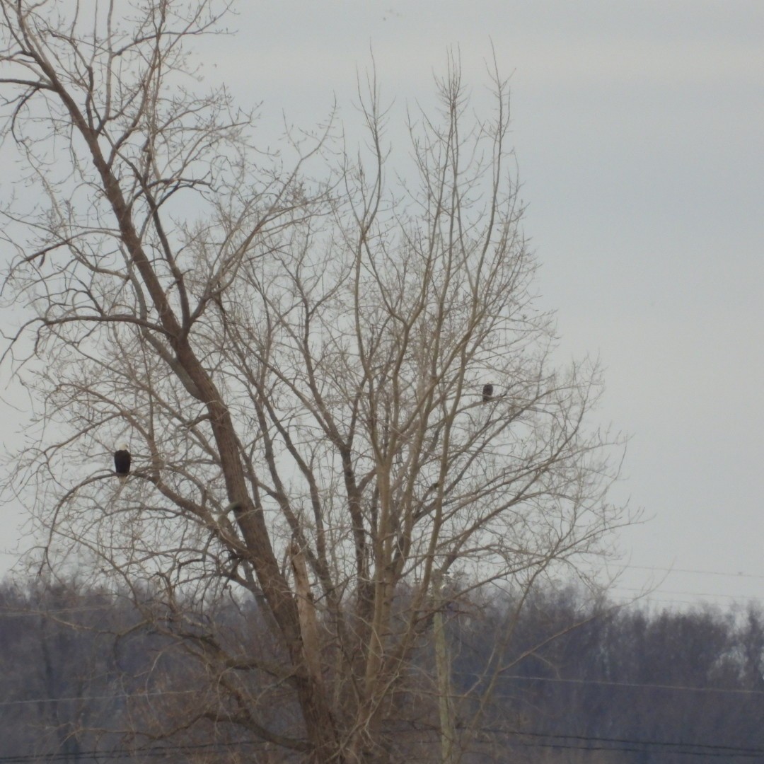 Bald Eagle - ML616291407