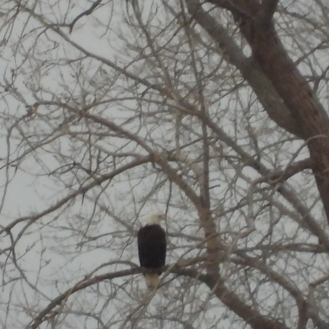 Bald Eagle - ML616291408