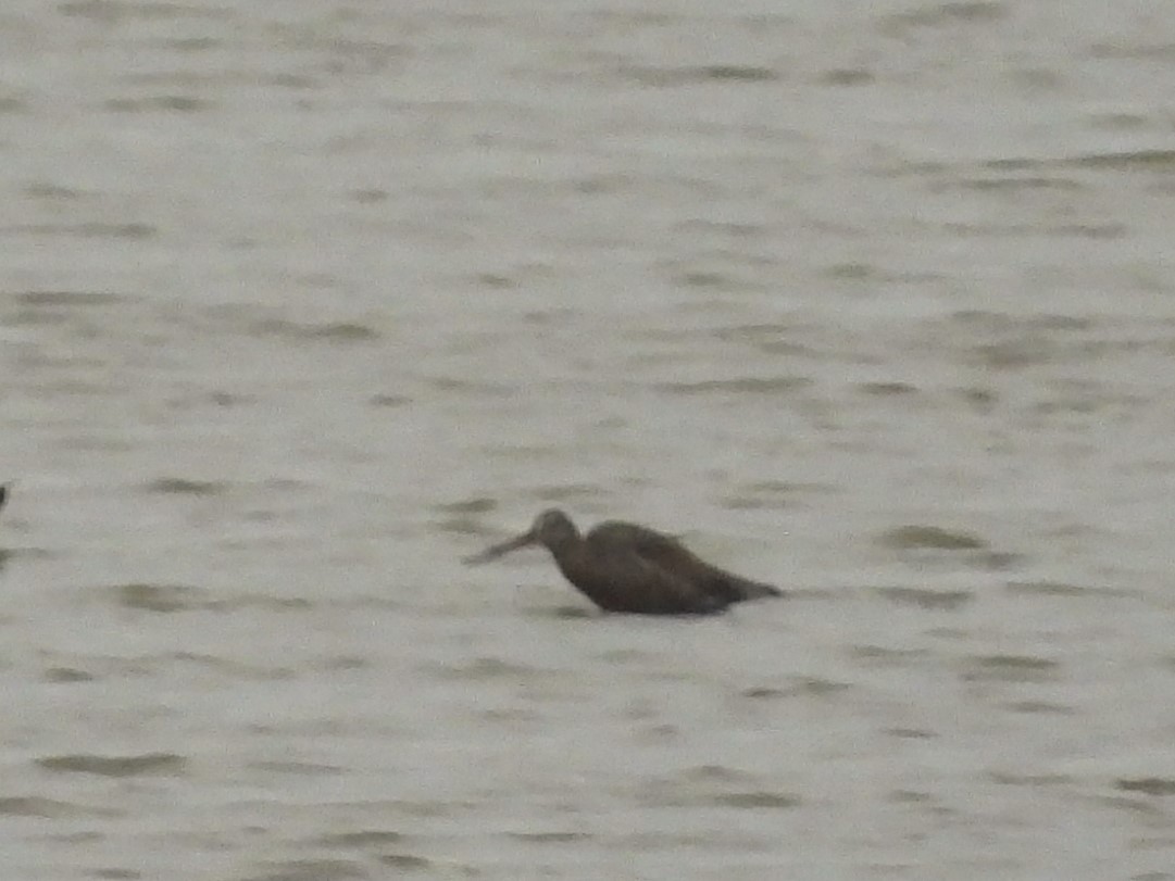 Hudsonian Godwit - ML616291431