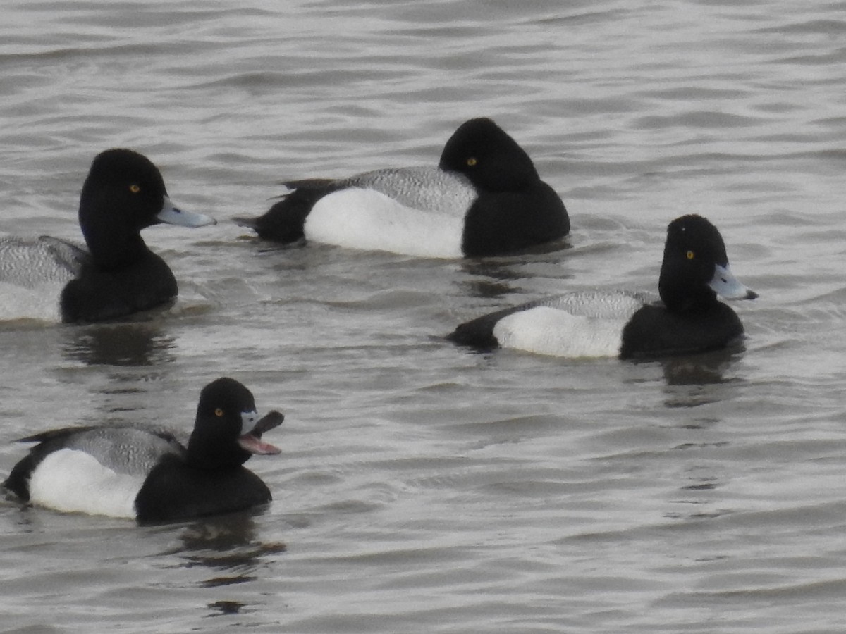 Lesser Scaup - ML616291437