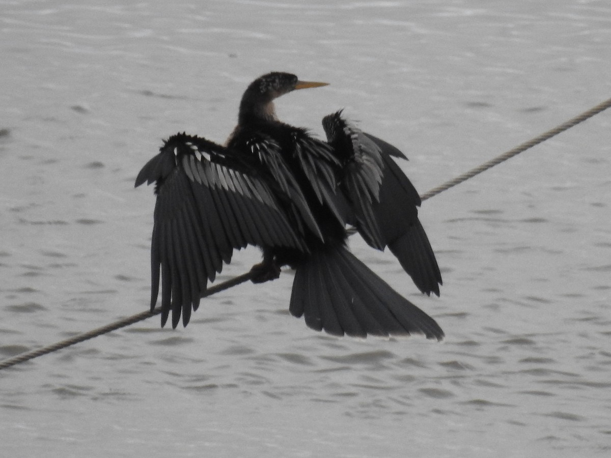 Anhinga Americana - ML616291444