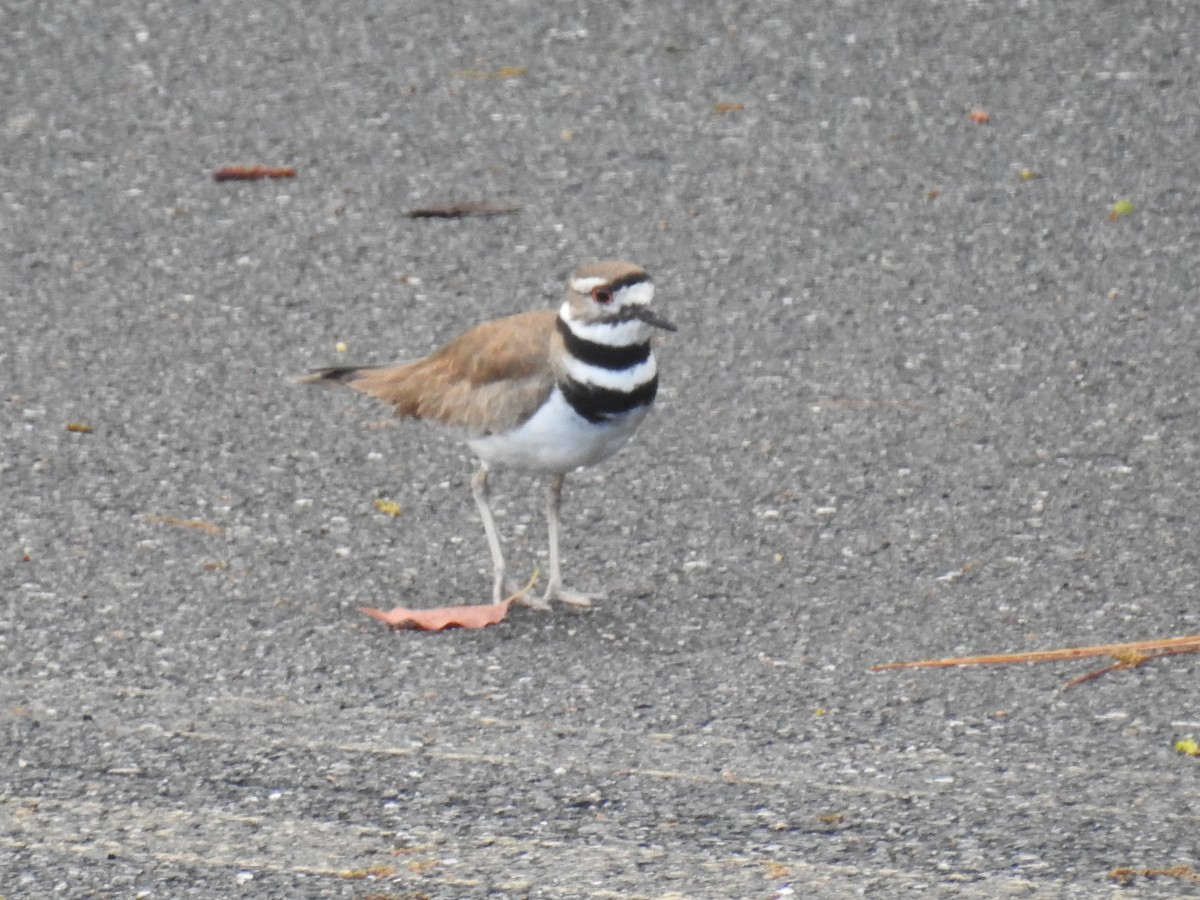 Killdeer - ML616291459