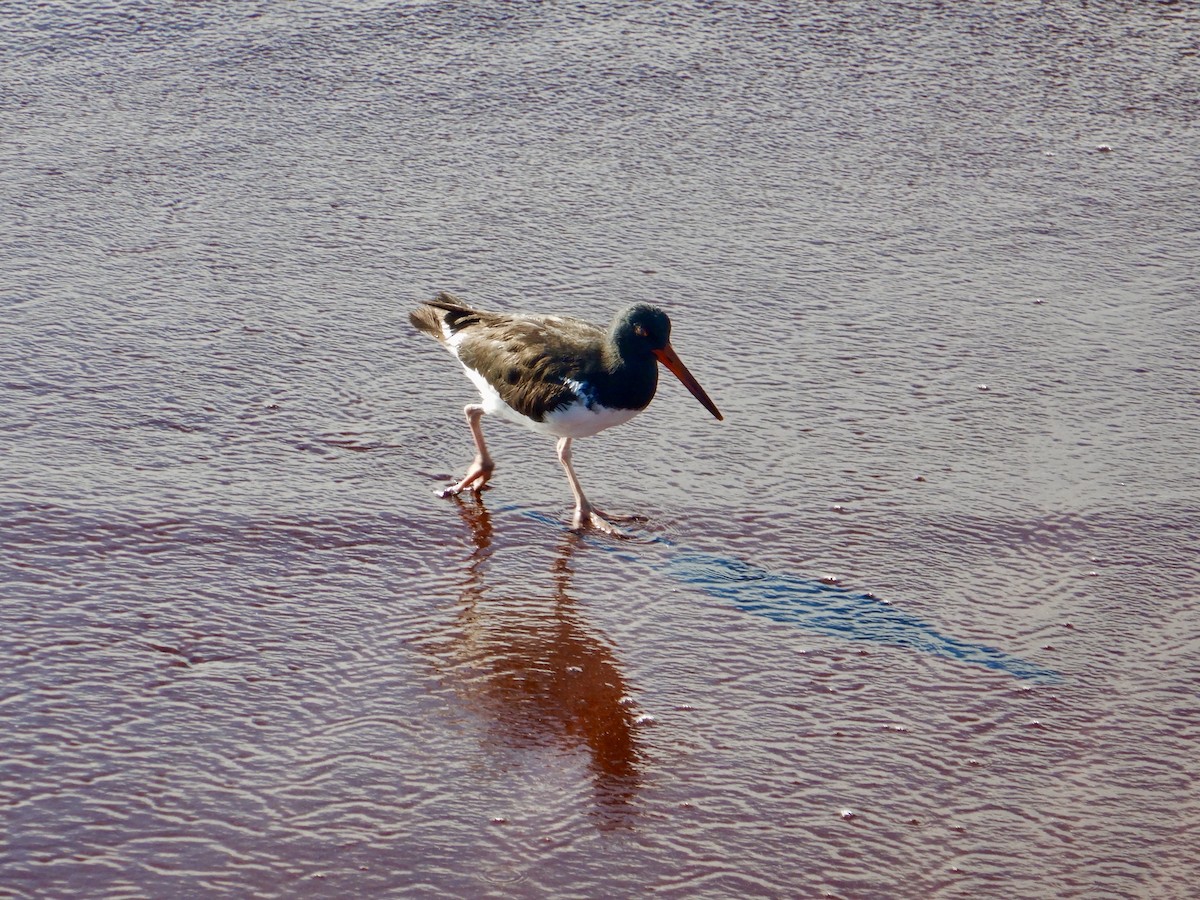 American Oystercatcher - Colby Baker