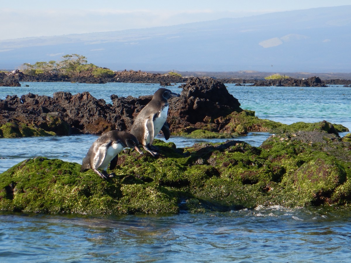 Galapagos Penguin - Colby Baker