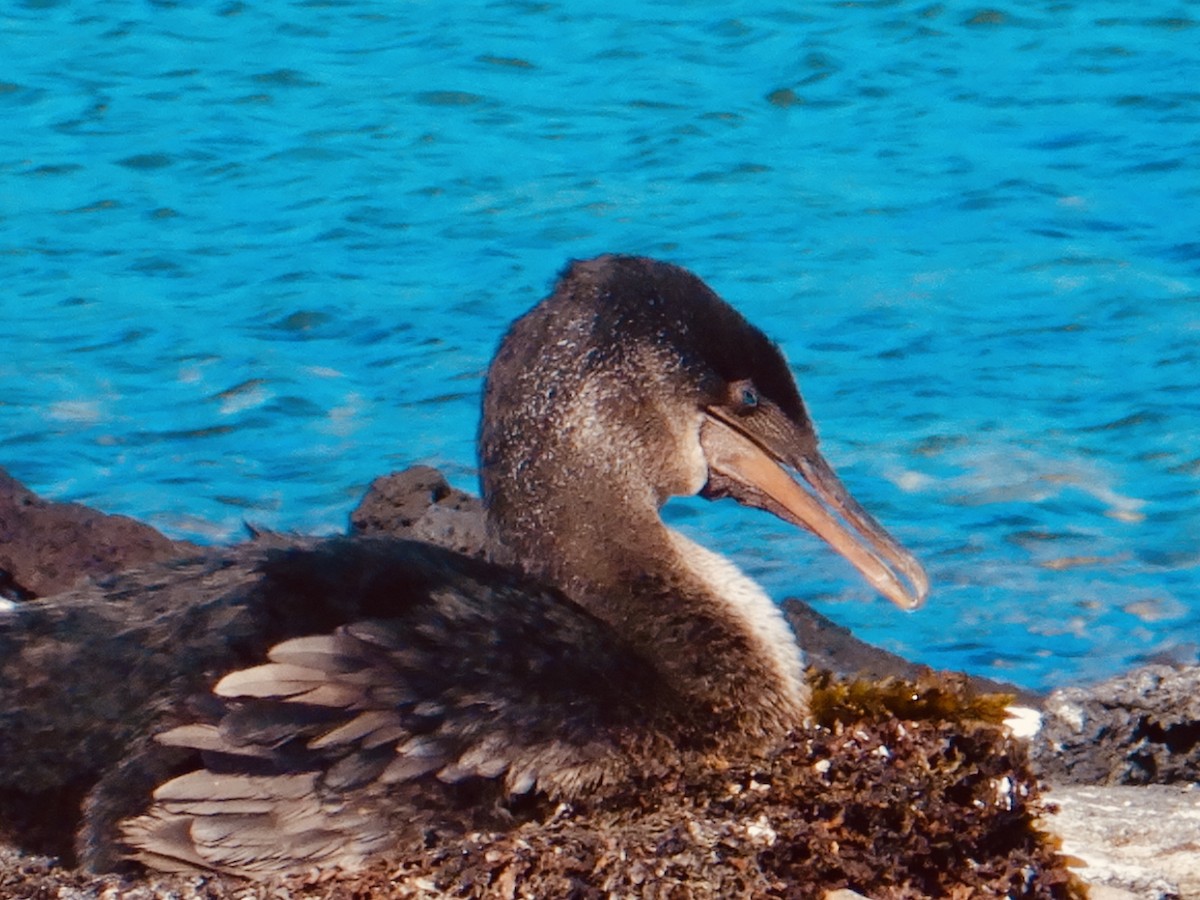 Flightless Cormorant - Colby Baker