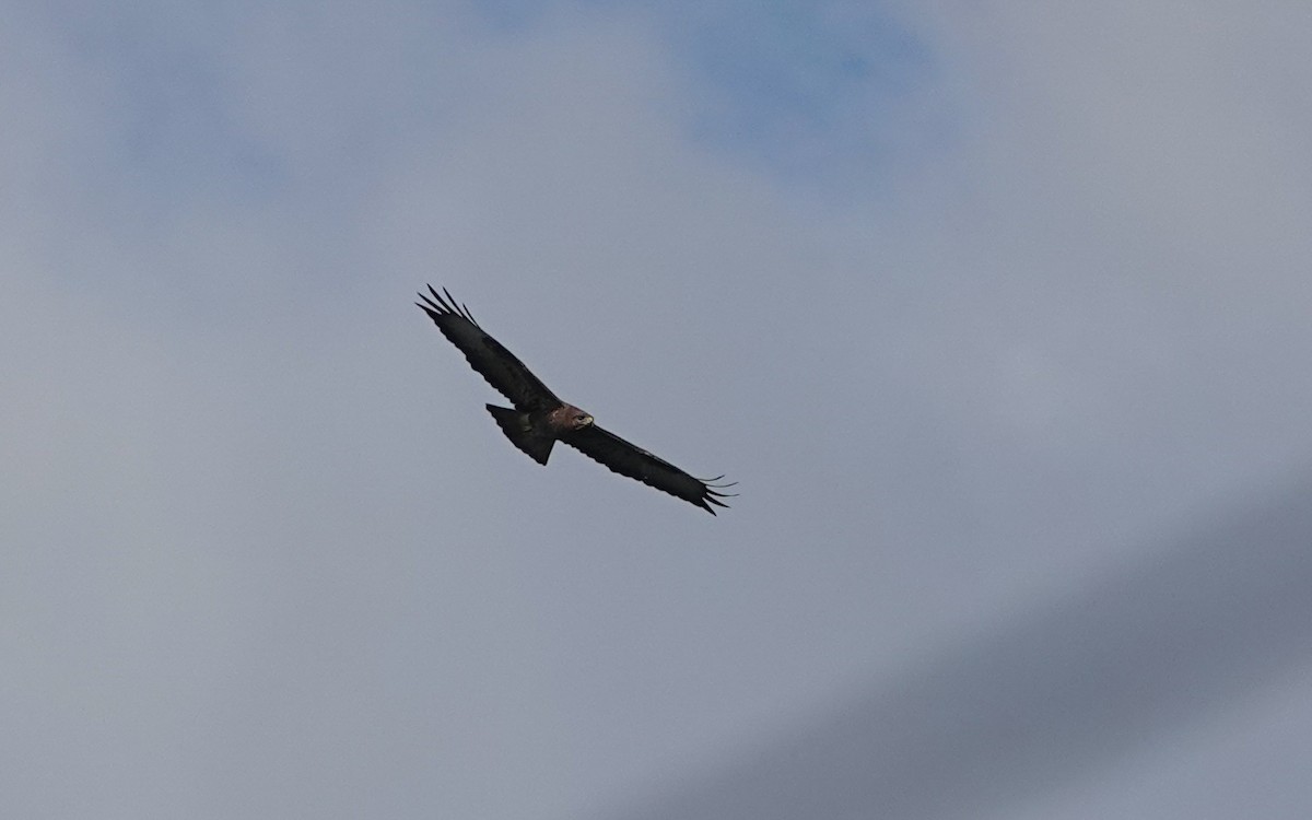 Common Buzzard - ML616291574