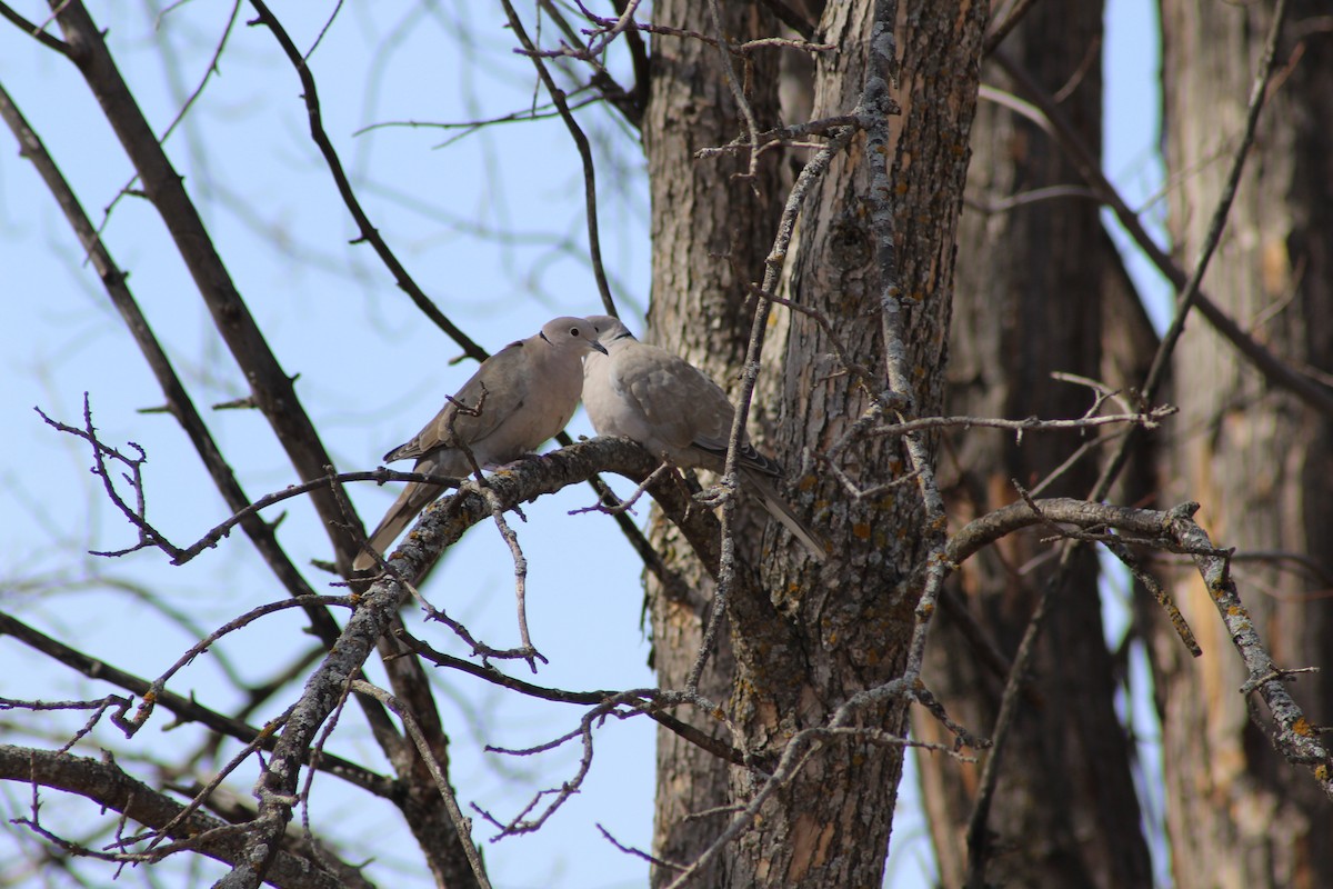 Eurasian Collared-Dove - Janine Eberhart