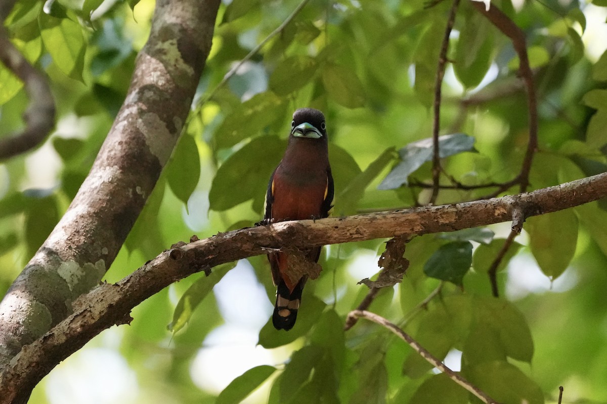 Banded Broadbill (Banded) - Bhubordee Ngamphueak