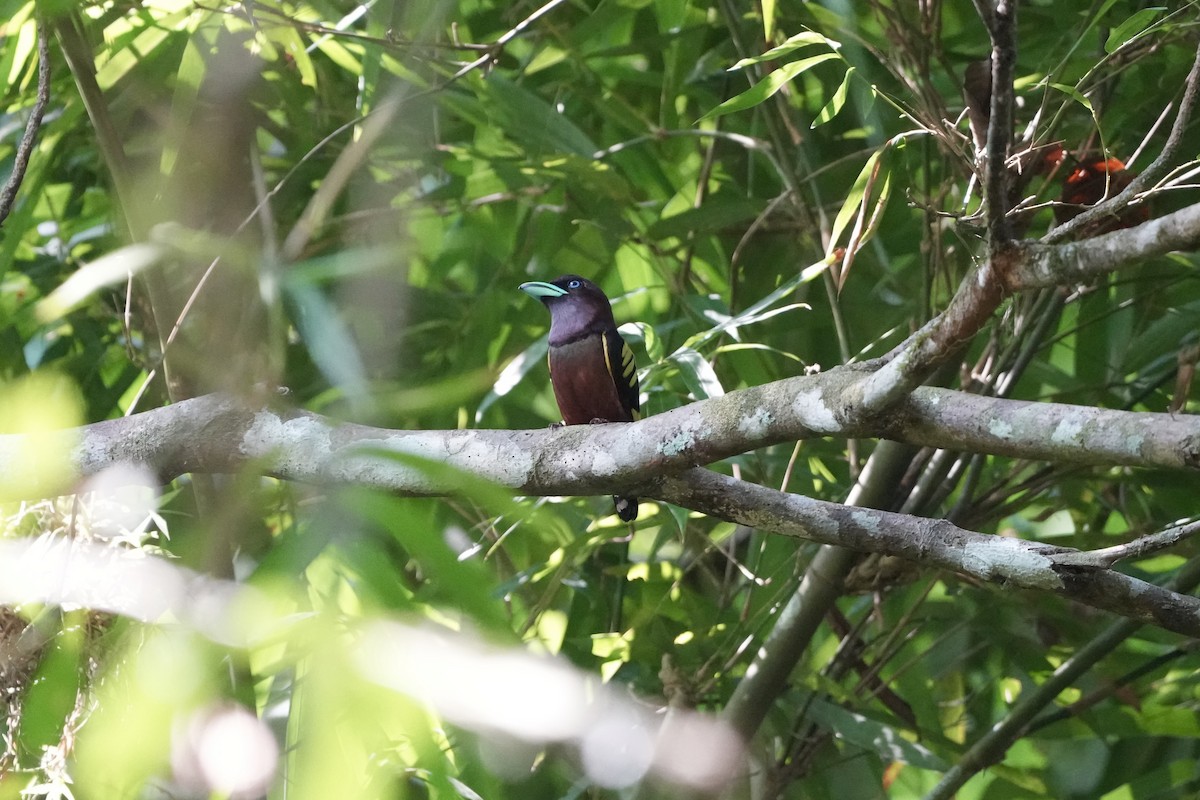 Banded Broadbill (Banded) - Bhubordee Ngamphueak