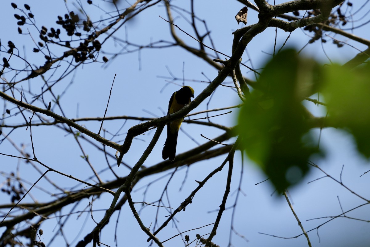 Sultan Tit (Yellow-crested) - ML616291666