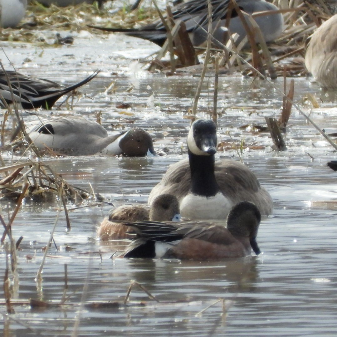 American Wigeon - Manon Guglia