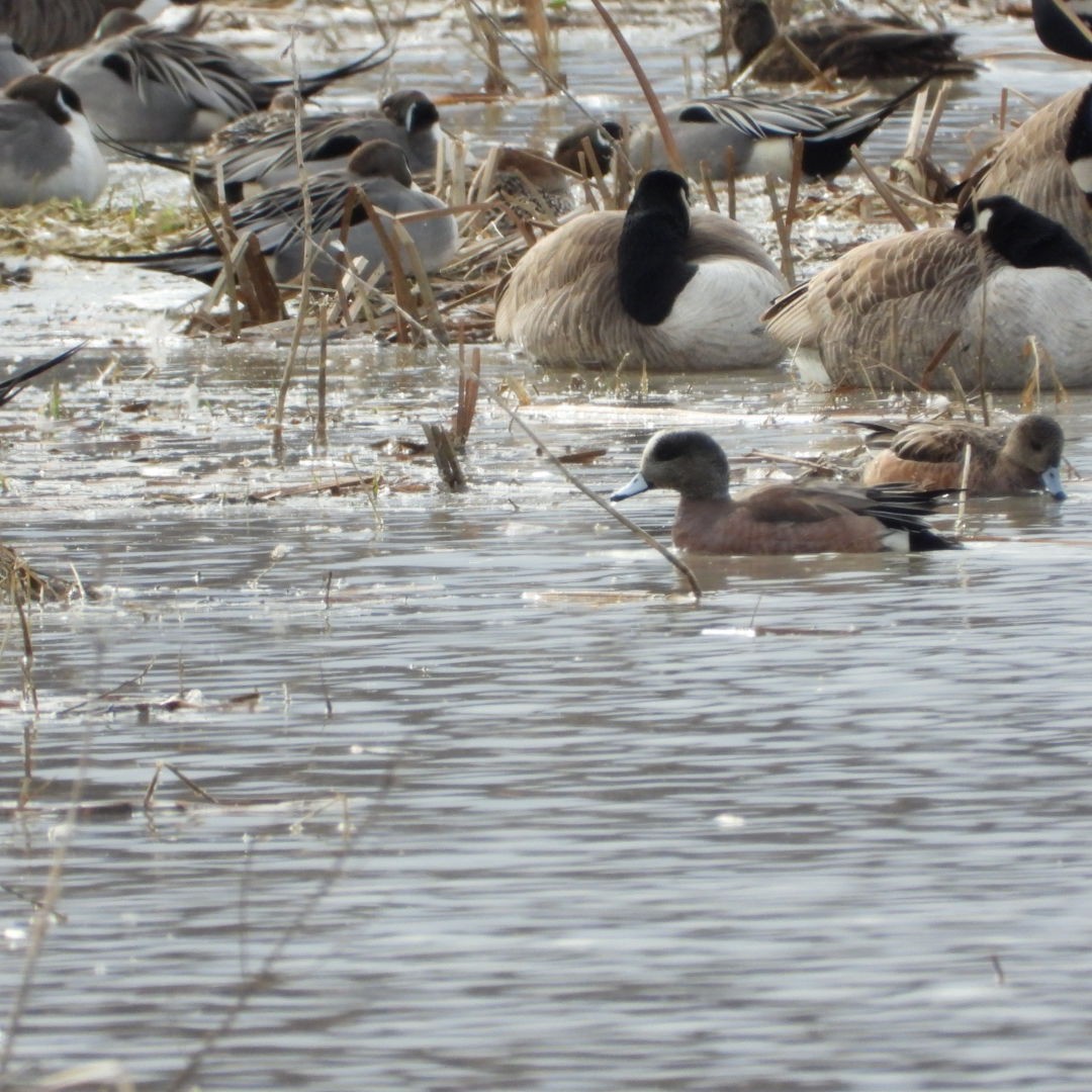 American Wigeon - ML616291674