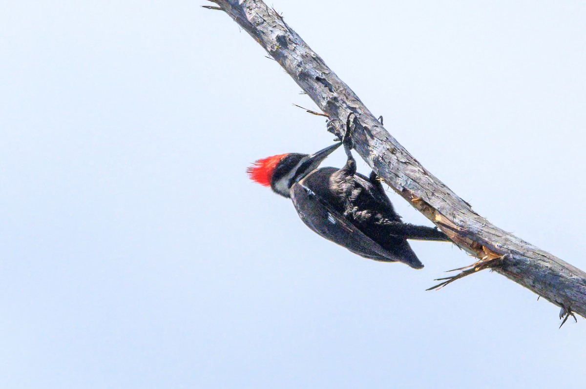 Pileated Woodpecker - ML616291776