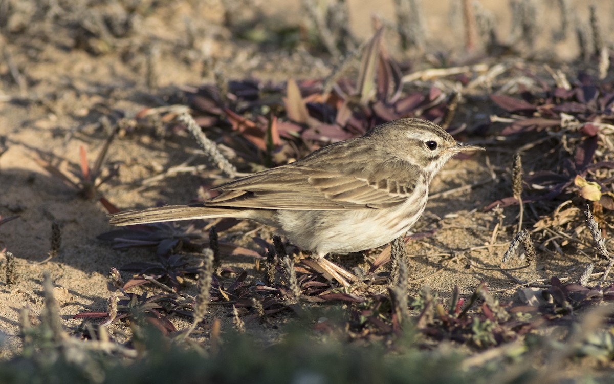Berthelot's Pipit - ML616291777