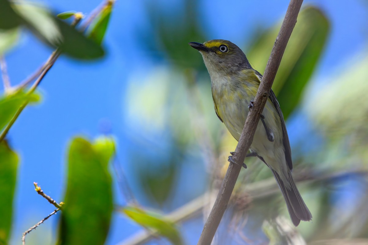 Ak Gözlü Vireo - ML616291780