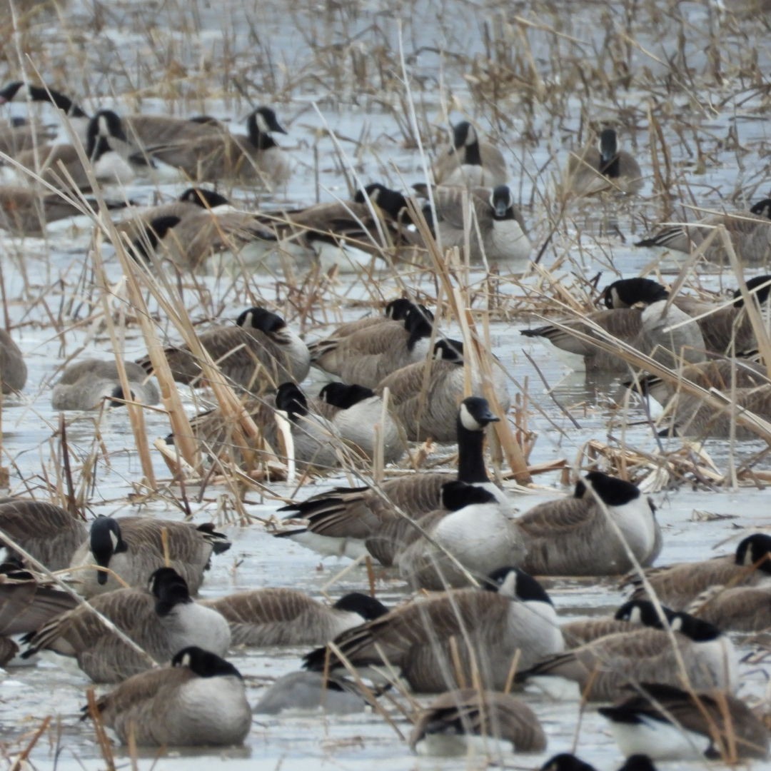 Canada Goose - ML616291799