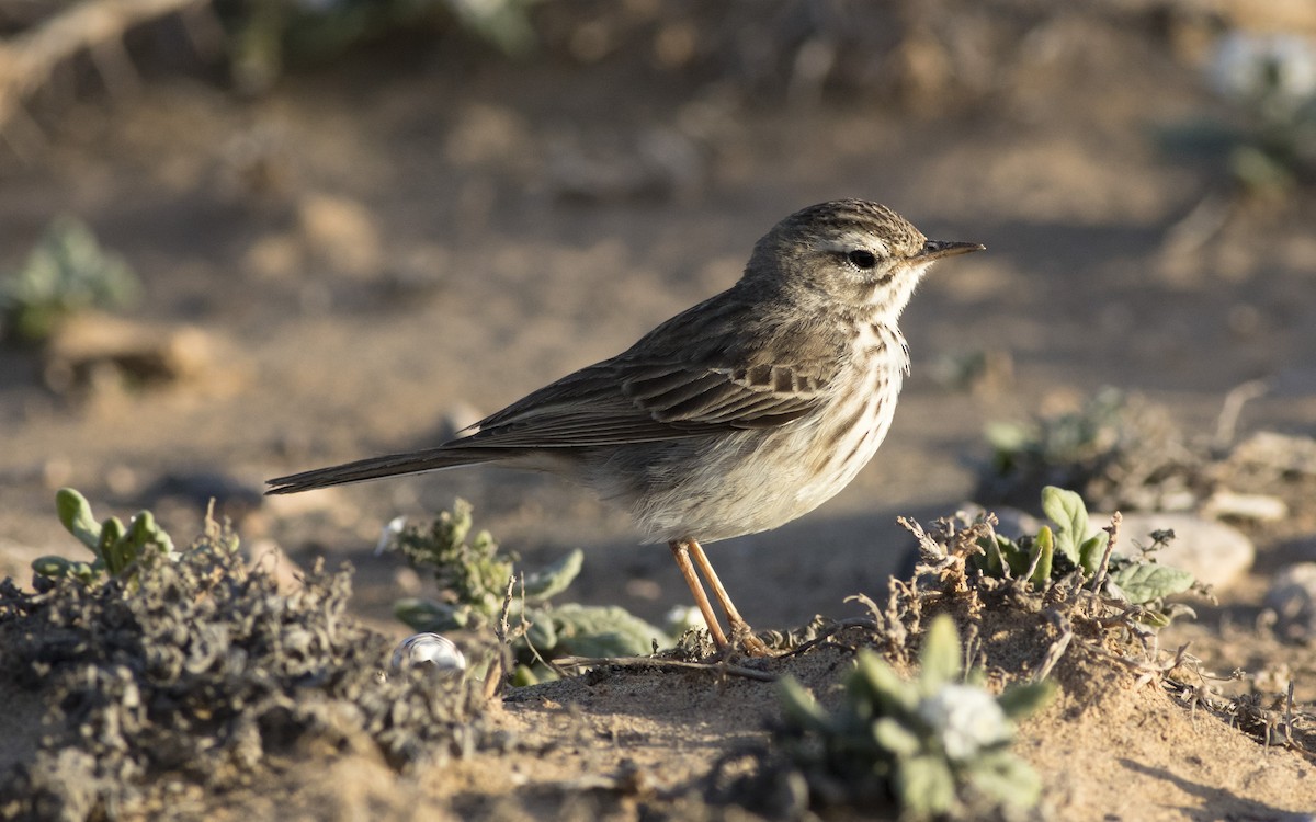 Berthelot's Pipit - ML616291801