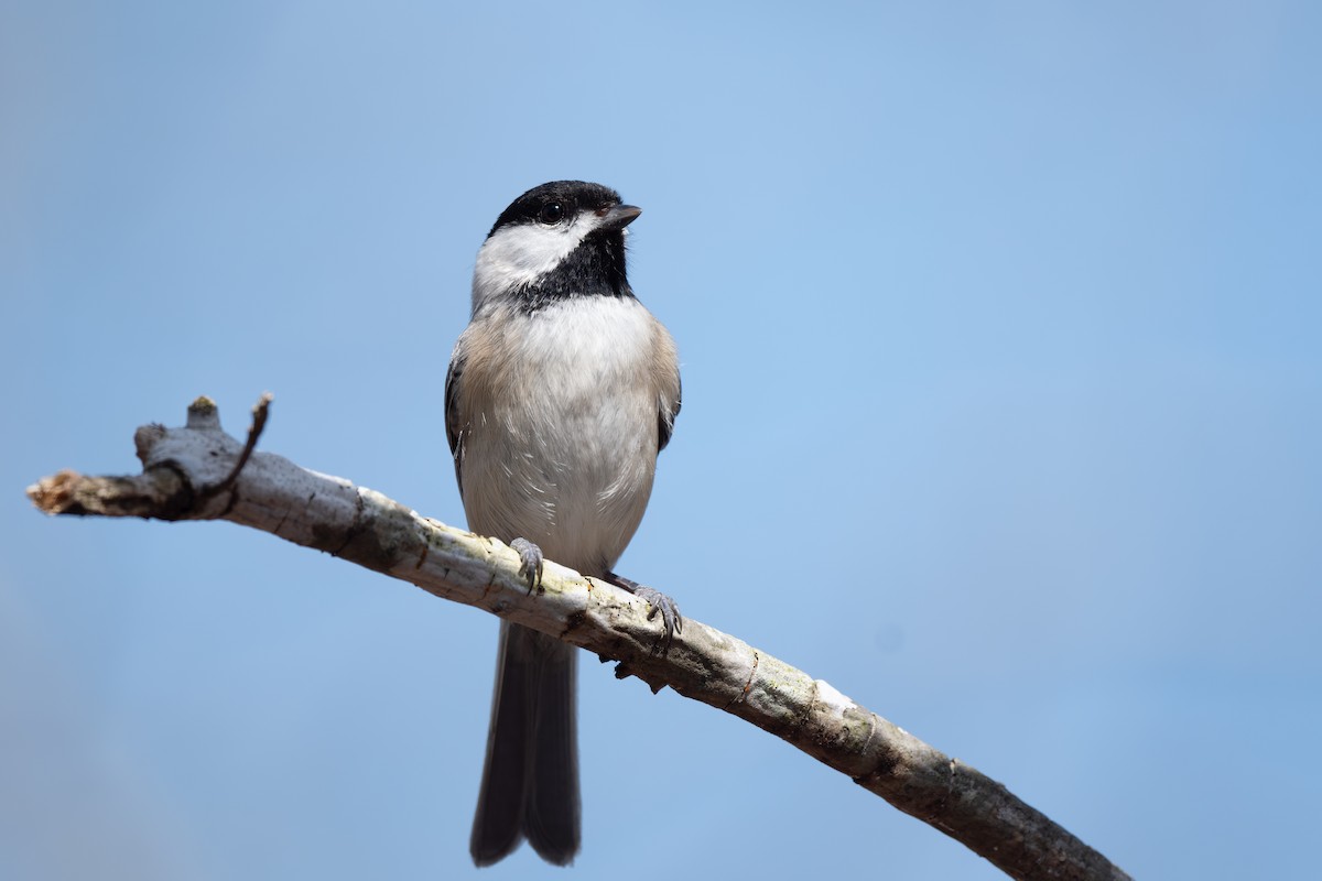 Carolina Chickadee - ML616291844