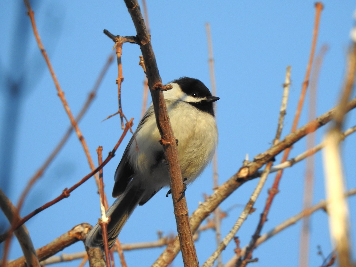 Black-capped Chickadee - ML616291859