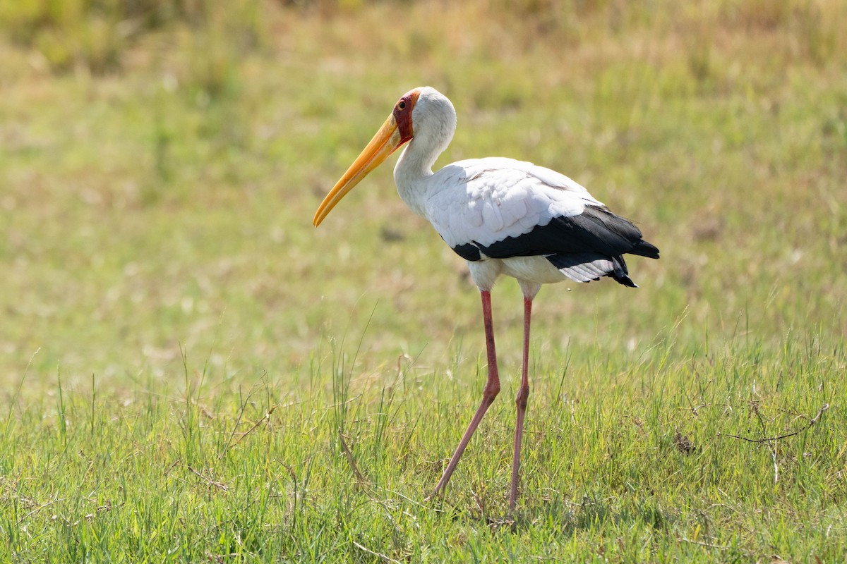 Yellow-billed Stork - ML616291866