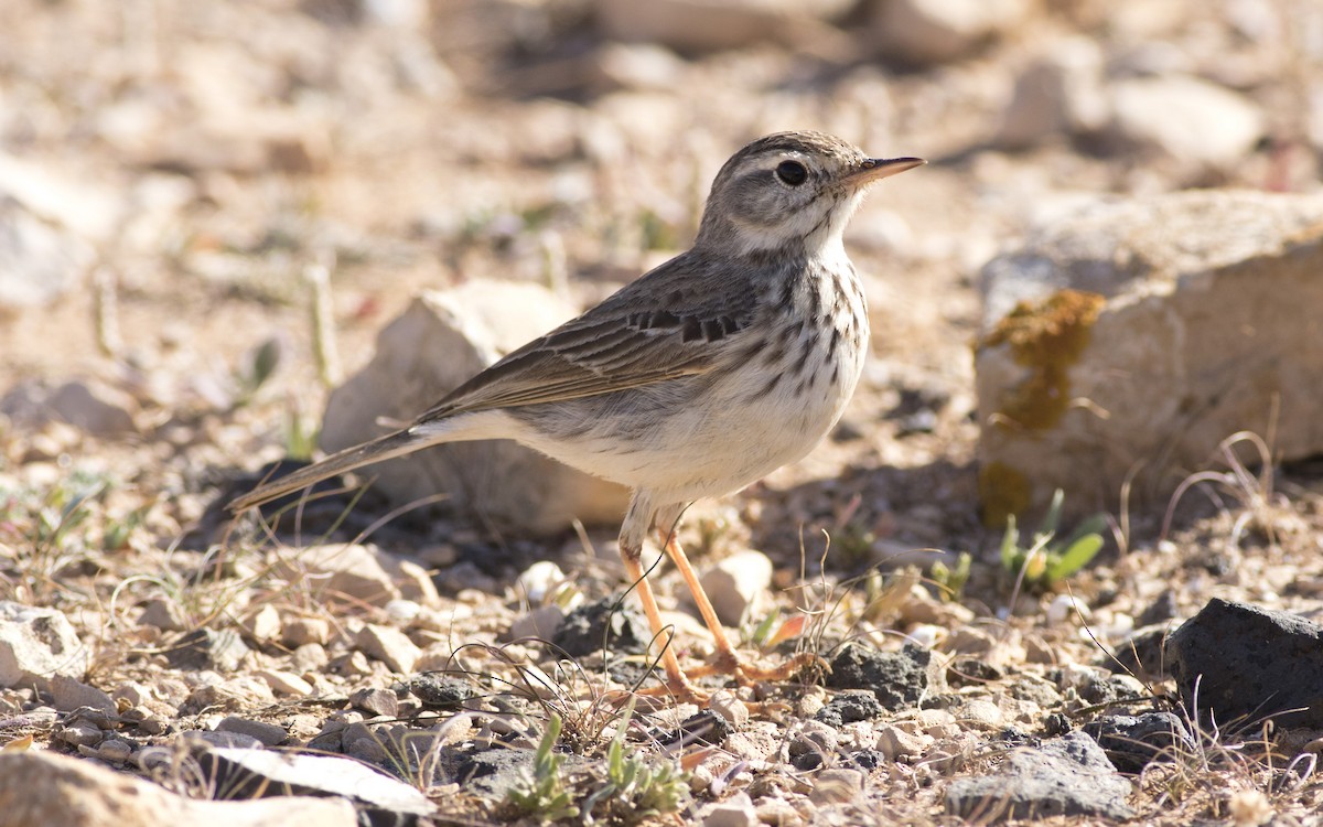 Berthelot's Pipit - ML616291908