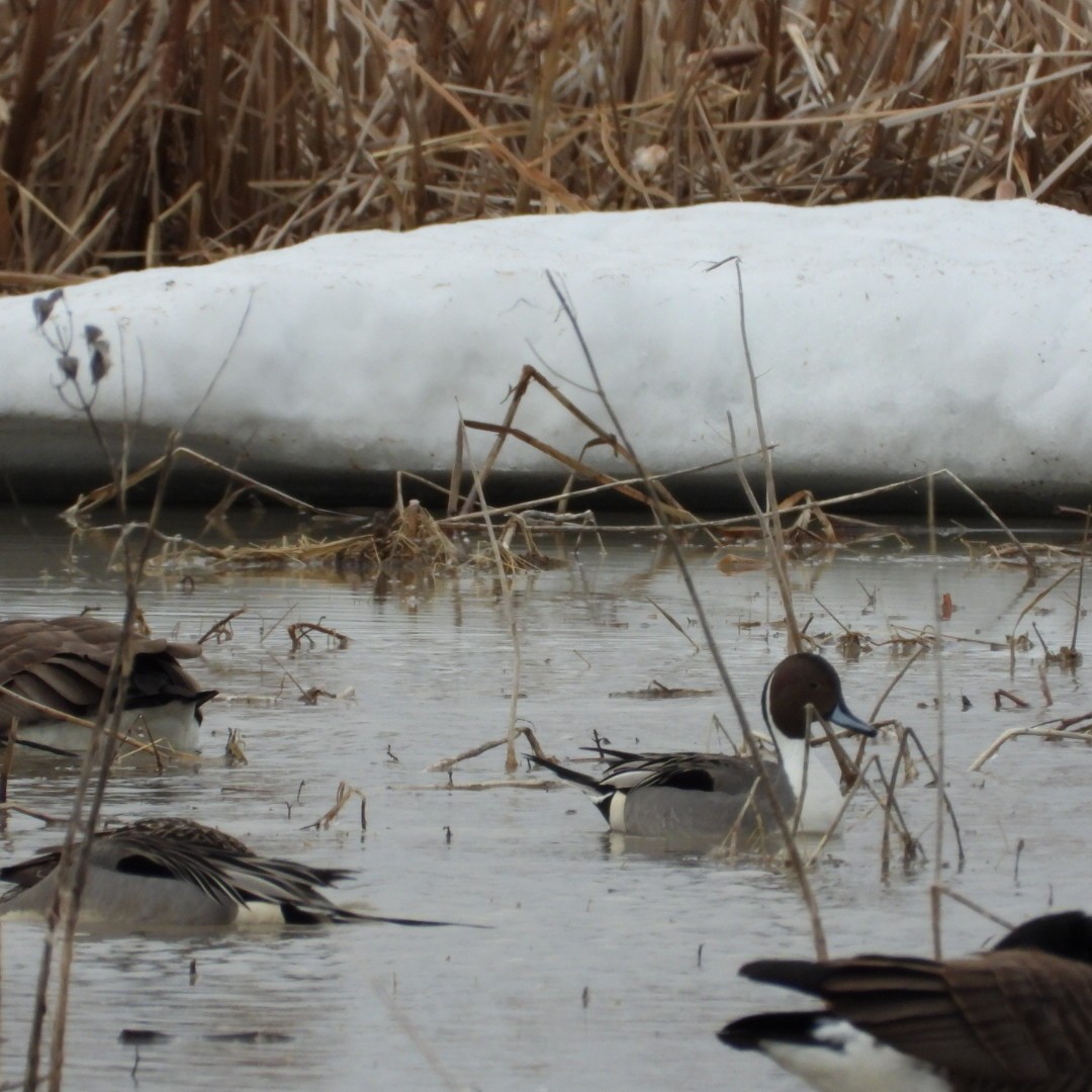 Northern Pintail - Manon Guglia