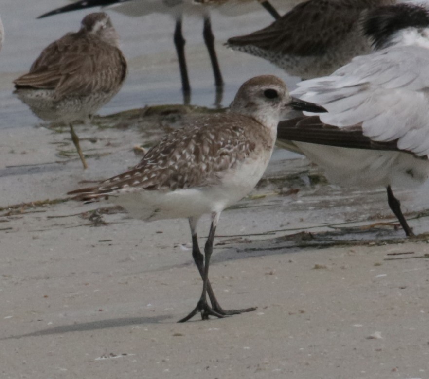 Black-bellied Plover - Larry Sirvio