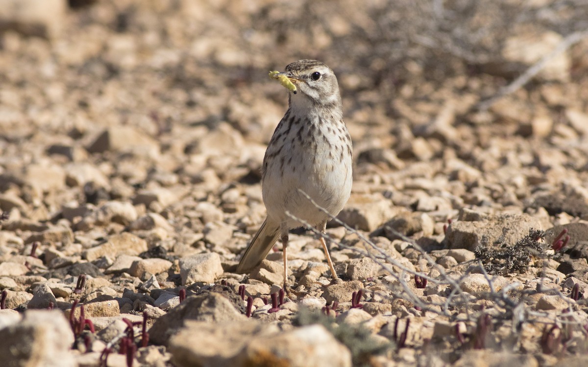 Berthelot's Pipit - ML616291941