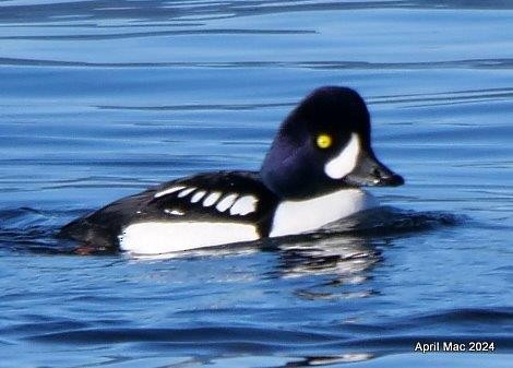 Barrow's Goldeneye - April MacLeod