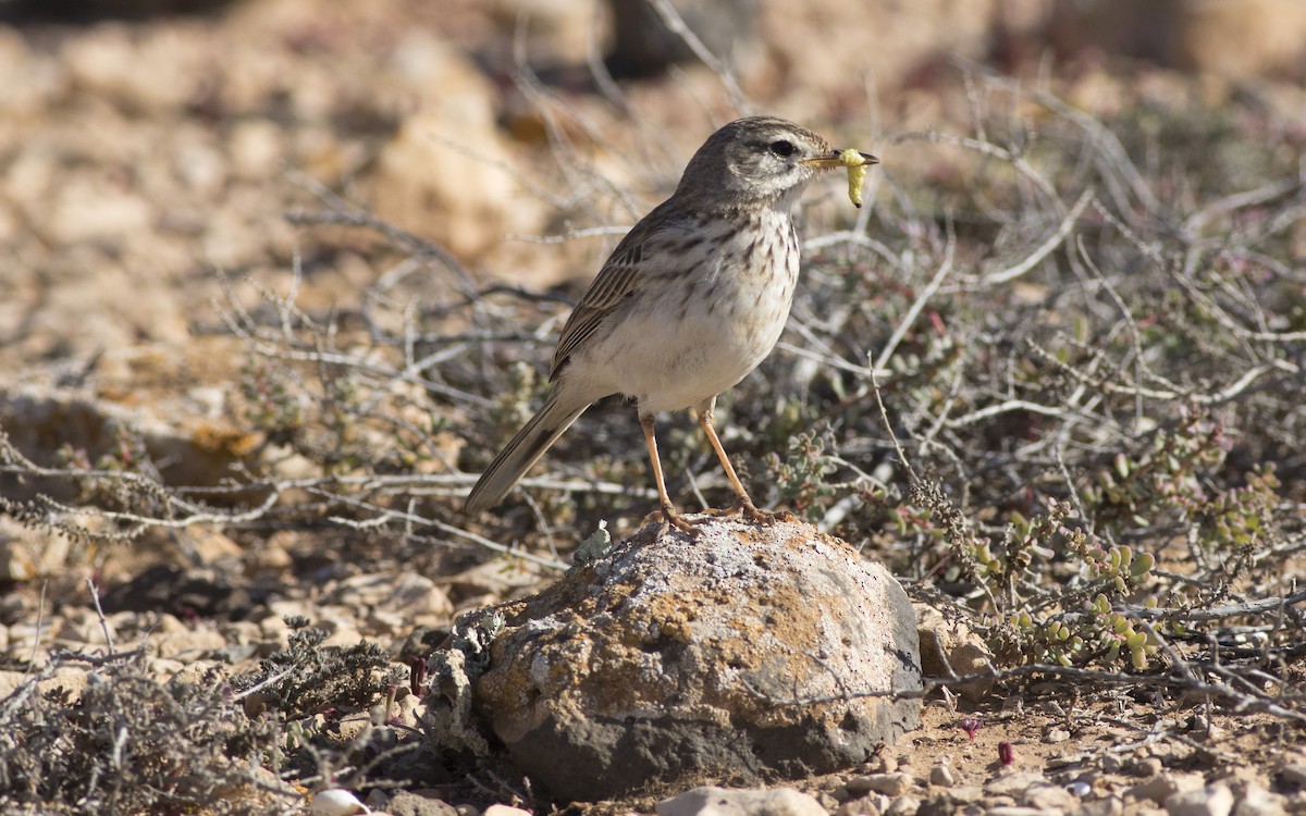 Berthelot's Pipit - ML616291988