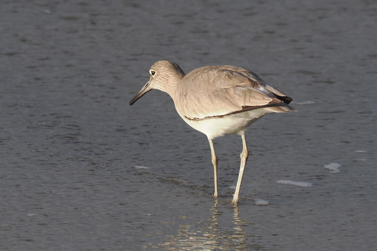 Willet - ML616292012