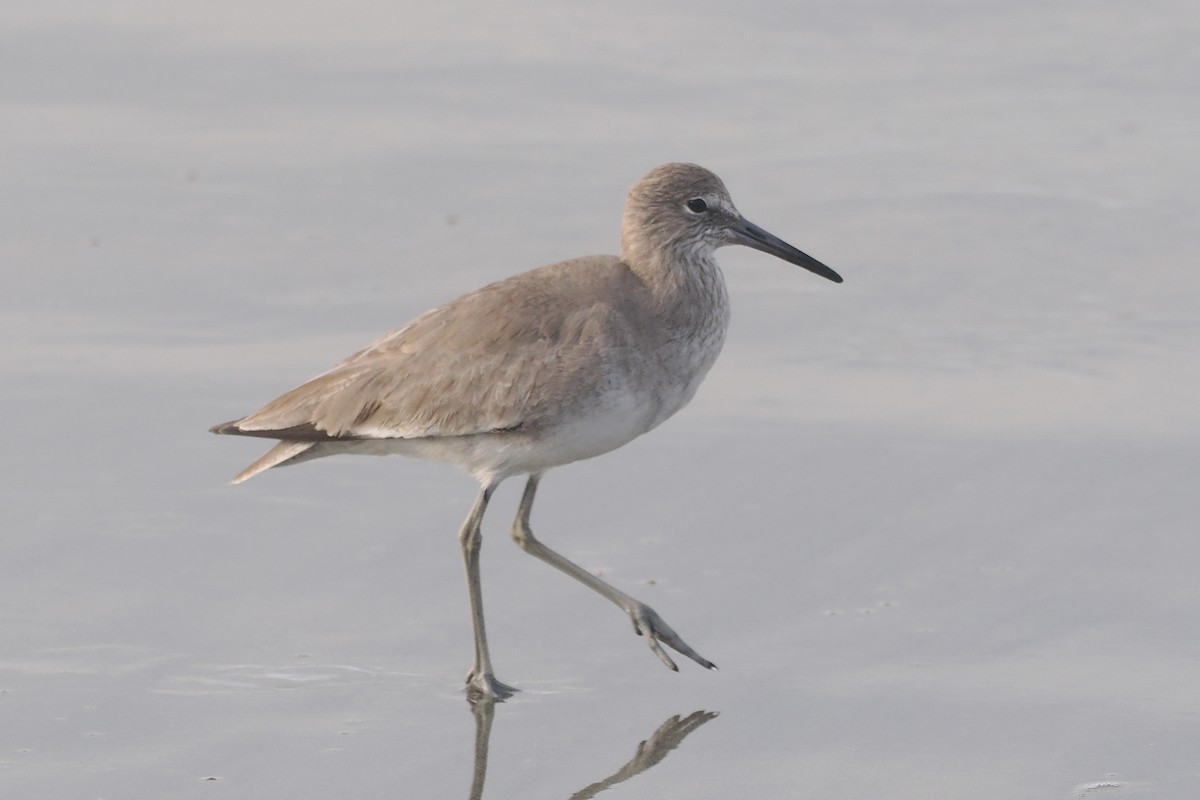 Willet - ML616292013