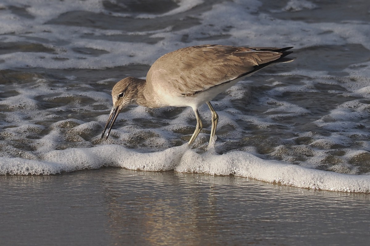 Willet - ML616292017