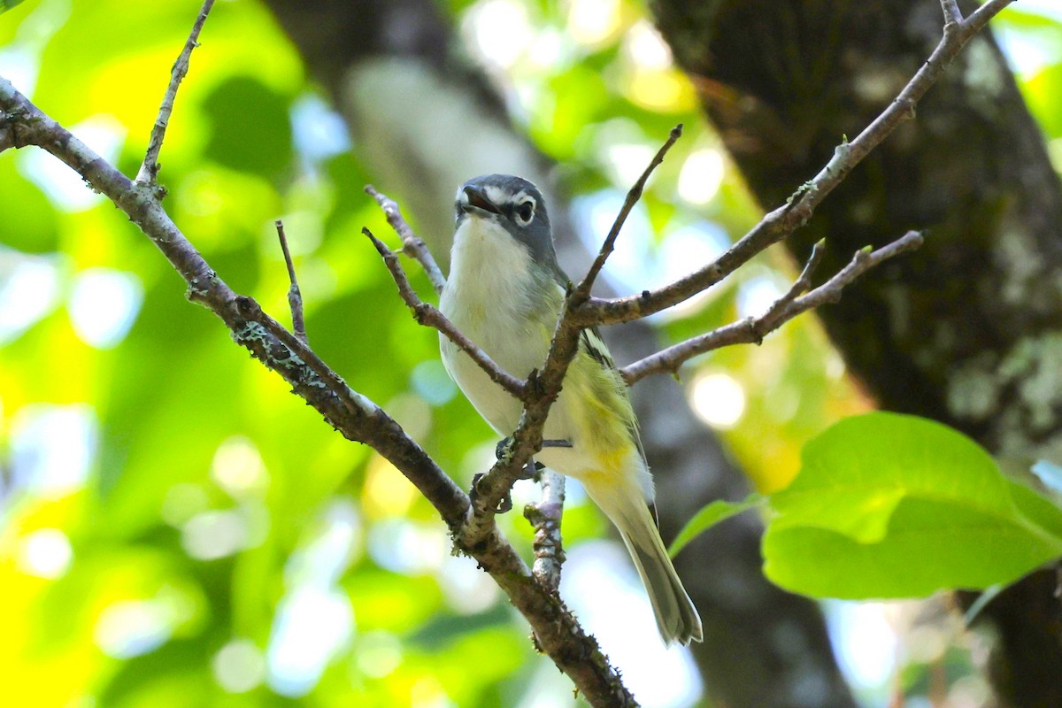 Blue-headed Vireo - ML616292028