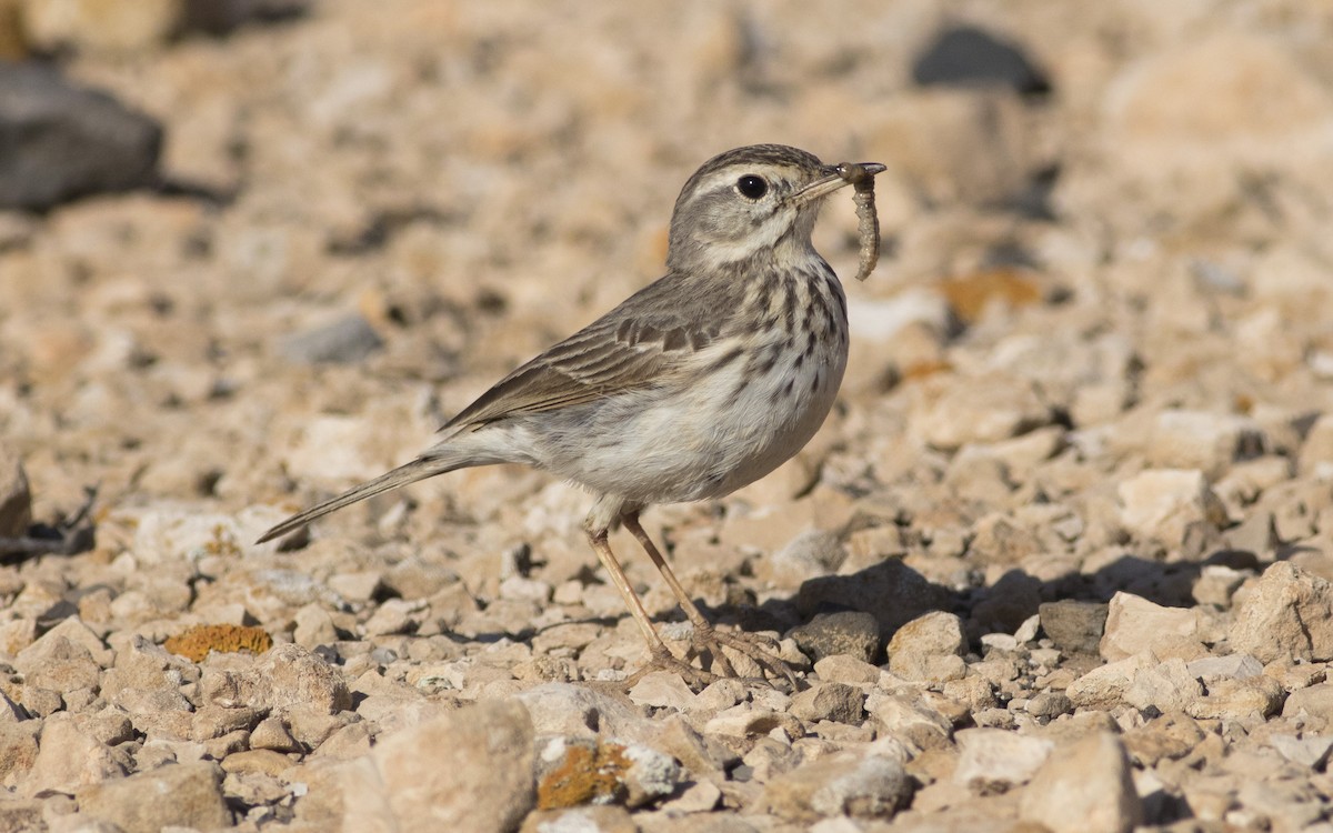 Berthelot's Pipit - ML616292033