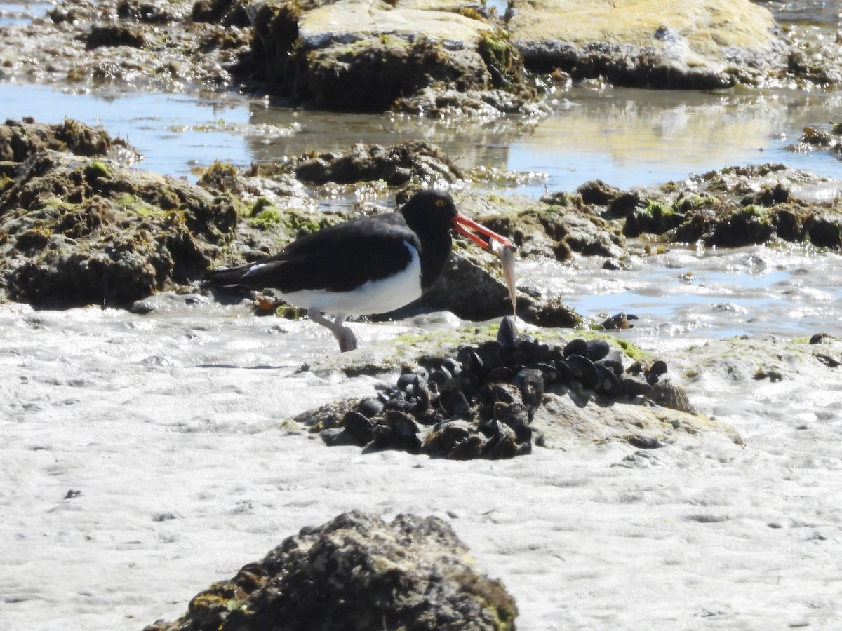 Magellanic Oystercatcher - Glenda Tromp