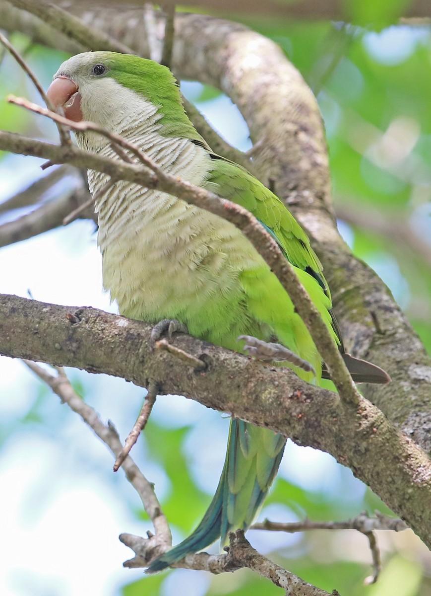 Monk Parakeet - ML616292092