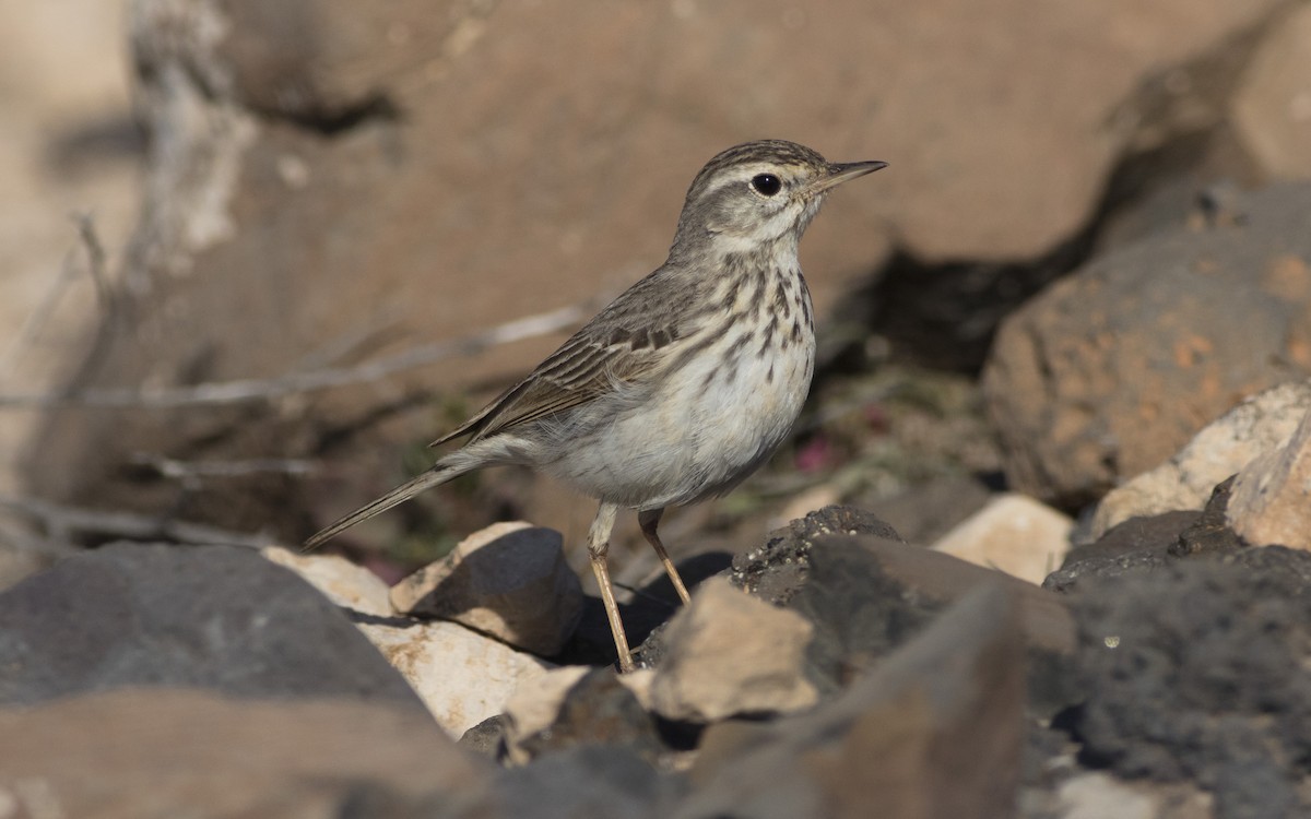 Berthelot's Pipit - ML616292099
